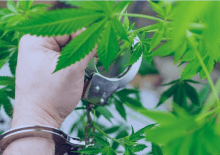 How Many Marijuana Arrests in Oregon.png