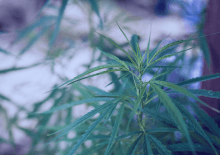 Oregon Marijuana Tax Revenue 2025.png